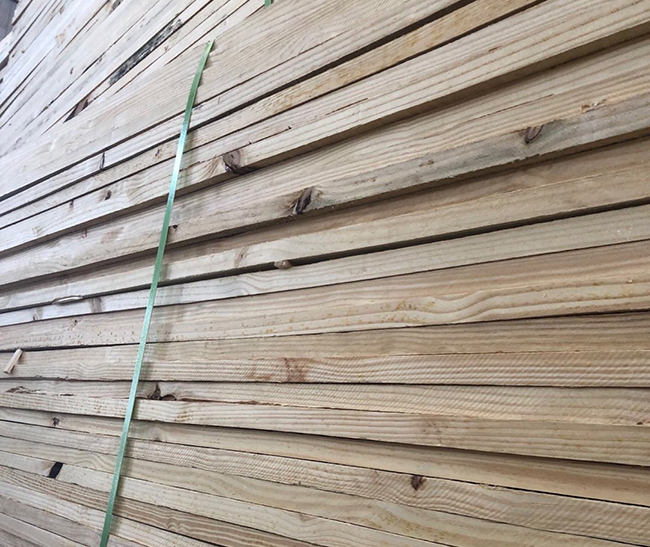 白云矿区巴西松